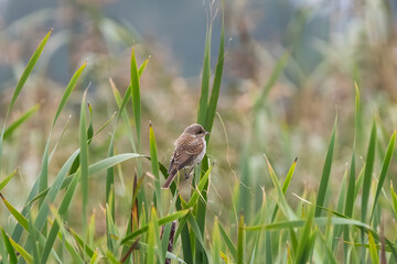 Red-backed shrike on a reed