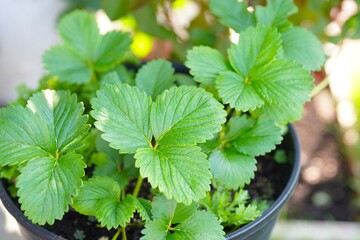 Strawberry plant in black pot.