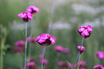 Fototapeta premium Dianthus caryophyllus