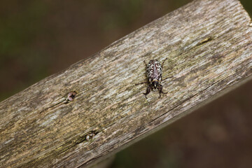 Pine Chafer on the wooden railing in the forest