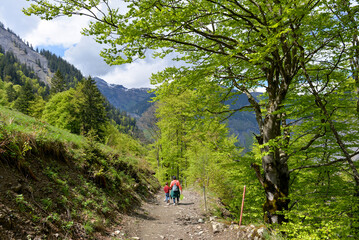 Obraz premium Wanderweg von der Wasserfallarena von Batöni nach Weisstannen im Weisstannental , Mels, Kanton St. Gallen
