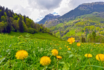 Weisstannen im Weisstannental, Mels, Kanton St. Gallen © Ilhan Balta