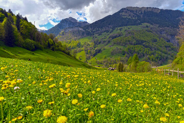 Weisstannen im Weisstannental, Mels, Kanton St. Gallen © Ilhan Balta
