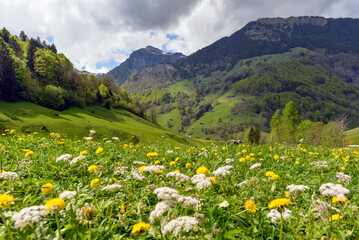 Weisstannen im Weisstannental, Mels, Kanton St. Gallen © Ilhan Balta