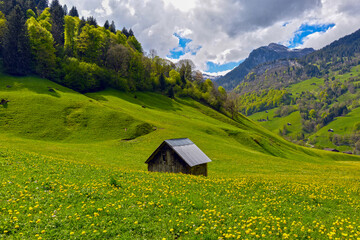 Weisstannen im Weisstannental, Mels, Kanton St. Gallen © Ilhan Balta