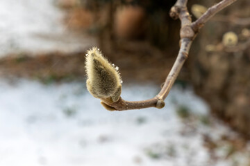 willow branches in winter