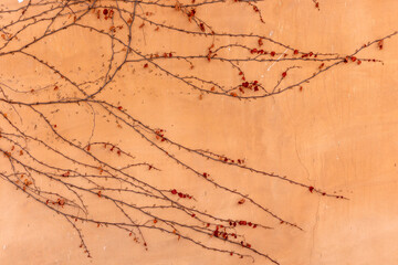 Vines on a yellow earthen wall