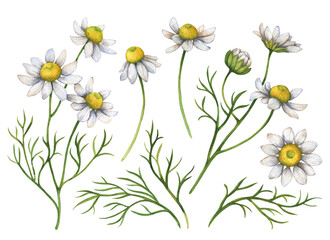Set of watercolor daisy, chamomile, matricaria, hand drawn floral illustration, white flowers isolated on white background.