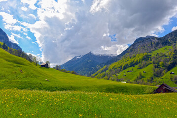 Weisstannen im Weisstannental, Mels, Kanton St. Gallen © Ilhan Balta