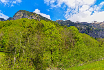 Fototapeta premium Weisstannen im Weisstannental, Mels, Kanton St. Gallen