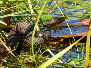 Snake in the grass