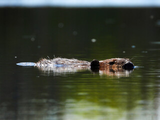Beaver taking a short rest in the hot sun