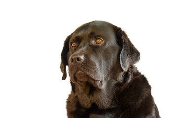 Labrador Retriever dog on a white background. Pet, purebred dog.