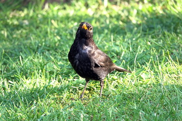 Amsel