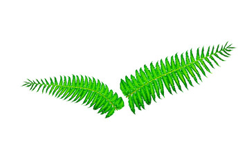 fresh light green leave isolated on white background