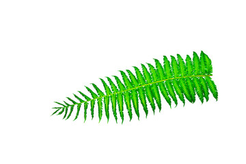fresh light green leave isolated on white background