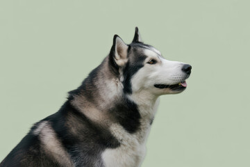 Alert siberian husky dog with striking black and white fur against a plain pastel background, looking attentive and focused