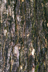Detailed Close-Up of Tree Bark Texture with Rugged Surface