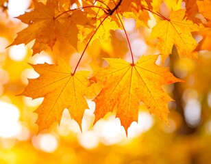 Obraz premium Vibrant autumnal maple leaves, showcasing brilliant gold hues against a soft, blurred background.