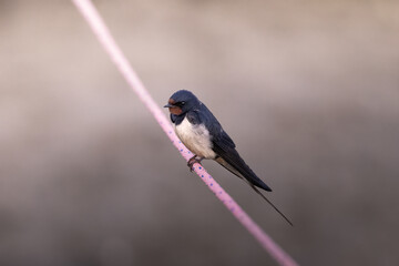Barn swallow 