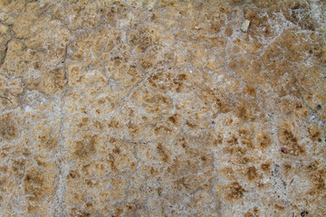 Cracked Earth Texture with Detailed Surface Patterns