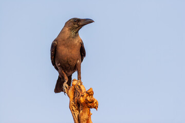House crow (Corvus splendens) perched on a dry branch against a clear blue sky.