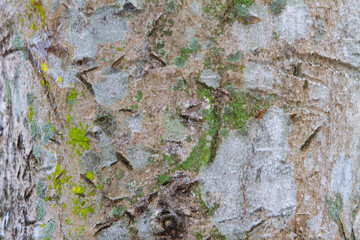 Detailed Close-Up of Tree Bark with Lichen and Texture