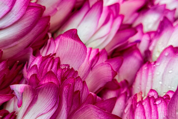 Beautiful pink flowers in the garden.