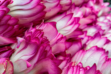 Beautiful pink flowers in the garden.