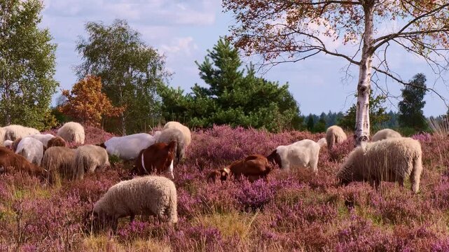goats with sheep grazing in a field of heath and trees under a partly cloudy sky with sunlight