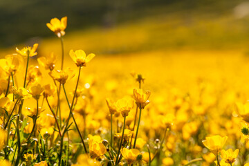 Flowers Field Buttercups bloom brightly in daytime during springtime for pollination in meadow.