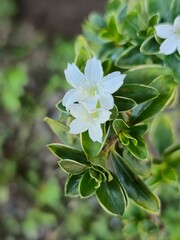 white flowers of a tree