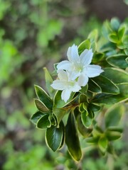 white flowers in the garden