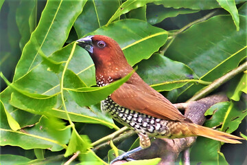 Wild bird standing on grassy meadow in nature