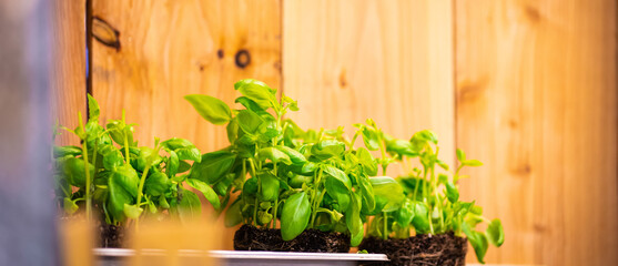 Restaurant kitchen. Basil ready for pizza HoReCa sphere.