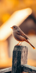 Small bird perched on rustic wooden fence during golden hour in tranquil rural setting with warm sunlight