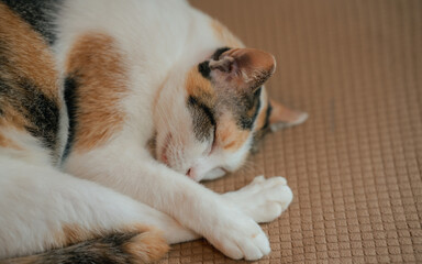 Ginger white cat sleeping on sofa. Tabby cat relaxing at home.