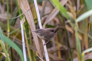 Eurasian wren on a reed