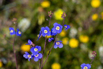 Fototapete bei efototapeten.de bestellen   