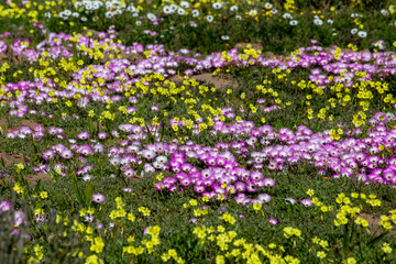 Fototapeta premium Field of Wildflowers with Purple Vygies White and Yellow Daisies and Gazanias Blooming in West Coast South Africa