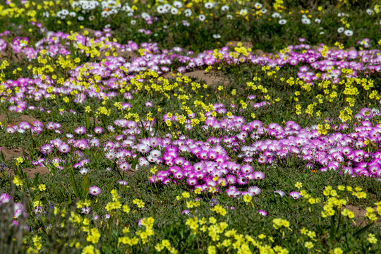 Field of Wildflowers with Purple Vygies White and Yellow Daisies and Gazanias Blooming in West Coast South Africa