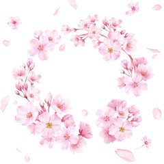 春の花：桜の水彩イラストで構成した円形装飾フレーム。花びらの背景。
