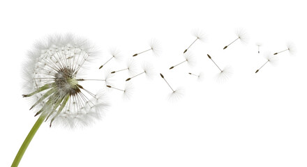 Isolated dandelion seed head blowing