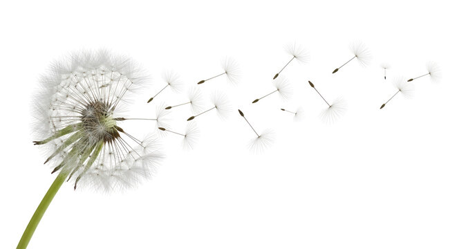 Isolated dandelion seed head blowing