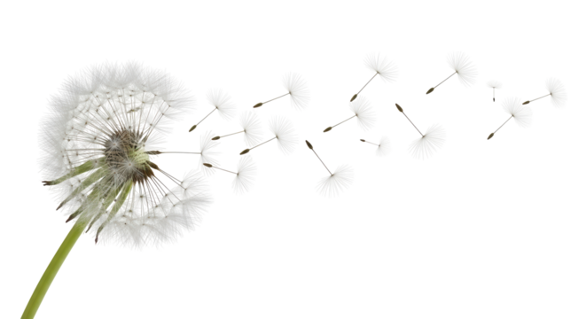 Isolated dandelion seed head blowing