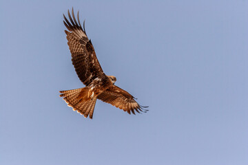 Black kite (Milvus migrans) soaring with wings spread wide against a clear blue sky.