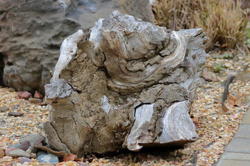 Old tree stump on the ground in the garden, closeup of photo