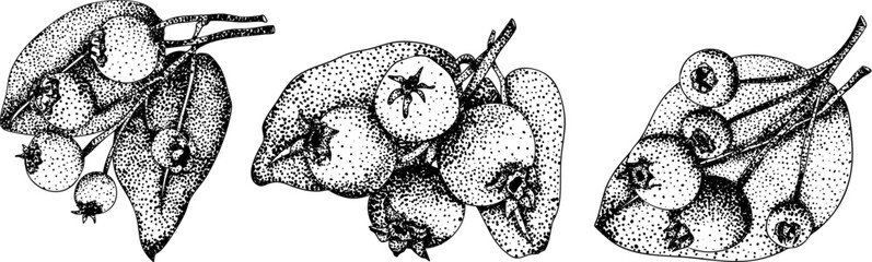 Set of illustrations featuring serviceberry, saskatoon clusters, flowers, and single berries. Perfect for nature and food design