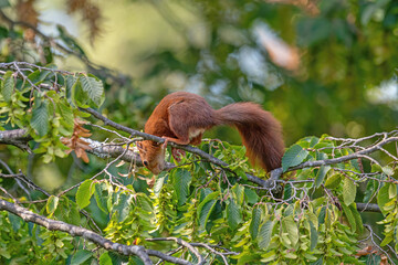 Red squirrel on a tree branch