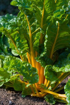 Fototapeta Vibrant Swiss chard with bright yellow stems and lush green leaves, growing in rich soil. The image captures the fresh, organic feel of a home garden, perfect for themes of healthy eating, sustainable